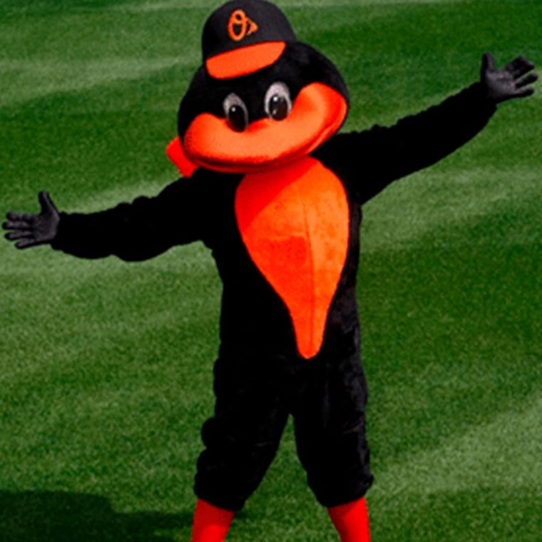 Oriole Bird of the Baltimore Orioles