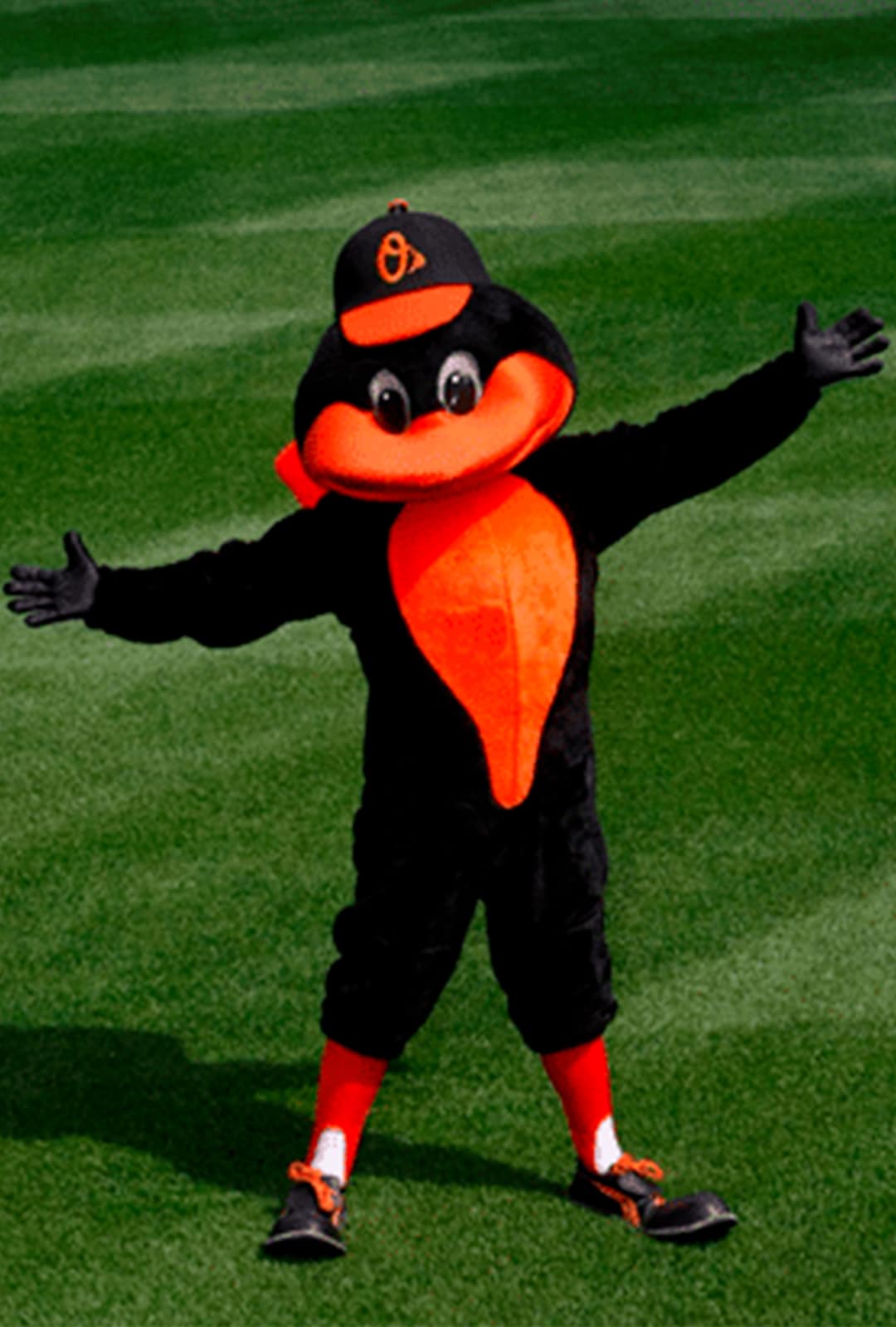 Oriole Bird of the Baltimore Orioles