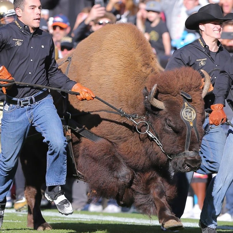 Billy Buffalo  Mascot Hall of Fame