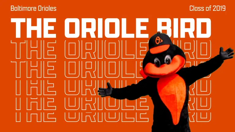 the oriole bird