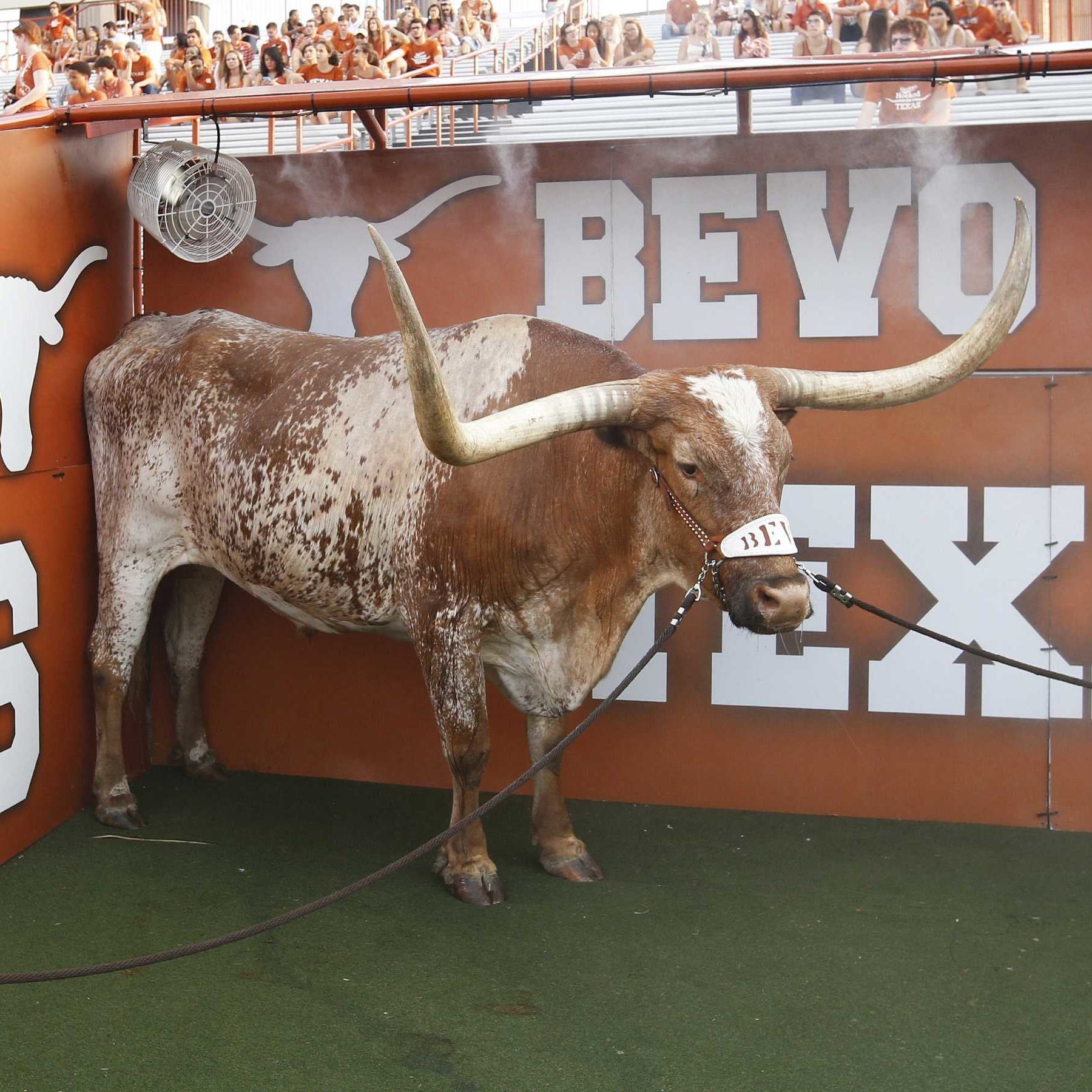 AUSTIN, TX - SEPTEMBER 14: Texas Longhorns mascot Bevo is seen during the game against the Ole Miss Rebels at Darrell K Royal-Texas Memorial Stadium on September 14, 2013 in Austin, Texas. The Rebels won the game 44-23. (Photo by Joe Robbins/Getty Images)